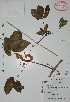  (Pithecoctenium - Alvarez23638)  @11 [ ] Unspecified (default): All Rights Reserved  Gerardo Salazar 2010 Unspecified