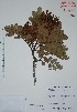  (Lonchocarpus rugosus - Alvarez2853)  @11 [ ] Unspecified (default): All Rights Reserved  Gerardo Salazar 2010 Unspecified