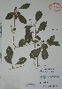  (Psychotria microdon - Alvarez2933)  @11 [ ] Unspecified (default): All Rights Reserved  Gerardo Salazar 2010 Unspecified