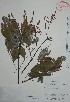  ( - Alvarez30222)  @11 [ ] Unspecified (default): All Rights Reserved  Gerardo Salazar 2010 Unspecified