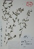  (Aeschynomene fascicularis - Alvarez3023)  @14 [ ] Unspecified (default): All Rights Reserved  Gerardo Salazar 2010 Unspecified