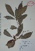  (Psychotria mirandae - Alvarez3027)  @11 [ ] Unspecified (default): All Rights Reserved  Gerardo Salazar 2010 Unspecified