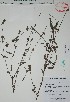  (Spermacoce remota - Alvarez3575)  @11 [ ] Unspecified (default): All Rights Reserved  Gerardo Salazar 2010 Unspecified
