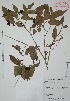  (Myrciaria floribunda - Alvarez4599)  @11 [ ] Unspecified (default): All Rights Reserved  Gerardo Salazar 2010 Unspecified
