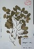  (Erythroxylum confusum - Alvarez5067)  @11 [ ] Unspecified (default): All Rights Reserved  Gerardo Salazar 2010 Unspecified