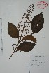  (Cornutia - Alvarez6040)  @11 [ ] Unspecified (default): All Rights Reserved  Gerardo Salazar 2010 Unspecified