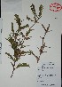  (Vachellia cornigera - Alvarez6173)  @14 [ ] Unspecified (default): All Rights Reserved  Gerardo Salazar 2010 Unspecified