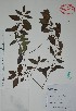  (Chiococca - Alvarez6379)  @11 [ ] Unspecified (default): All Rights Reserved  Gerardo Salazar 2010 Unspecified