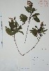  (Croton lucidus - Alvarez677)  @11 [ ] Unspecified (default): All Rights Reserved  Gerardo Salazar 2010 Unspecified