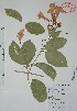  (Mansoa hymenaea - Alvarez7374)  @11 [ ] Unspecified (default): All Rights Reserved  Gerardo Salazar 2010 Unspecified