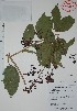  (Arrabidaea patellifera - Alvarez7554)  @11 [ ] Unspecified (default): All Rights Reserved  Gerardo Salazar 2010 Unspecified