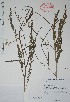 (Sesbania exasperata - Alvarez8577)  @11 [ ] Unspecified (default): All Rights Reserved  Gerardo Salazar 2010 Unspecified