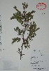  (Vachellia collinsii - Alvarez8820)  @14 [ ] Unspecified (default): All Rights Reserved  Gerardo Salazar 2010 Unspecified
