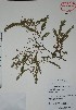  (Acacia cochliacantha - Alvarez8955)  @14 [ ] Unspecified (default): All Rights Reserved  Gerardo Salazar 2010 Unspecified
