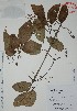  (Tynanthus - Alvarez9199)  @11 [ ] Unspecified (default): All Rights Reserved  Gerardo Salazar 2010 Unspecified