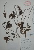  ( - Bacab72)  @11 [ ] Unspecified (default): All Rights Reserved  Gerardo Salazar 2010 Unspecified