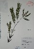 (Acacia globulifera - Calonico21758)  @14 [ ] Unspecified (default): All Rights Reserved  Gerardo Salazar 2010 Unspecified