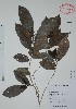  (Laetia thamnia - Calonico23027)  @11 [ ] Unspecified (default): All Rights Reserved  Gerardo Salazar 2010 Unspecified