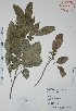  ( - Calonico23068)  @11 [ ] Unspecified (default): All Rights Reserved  Gerardo Salazar 2010 Unspecified