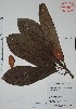  (Pouteria sapota - Calonico23743)  @11 [ ] Unspecified (default): All Rights Reserved  Gerardo Salazar 2010 Unspecified