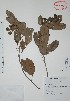  (Talisia oliviformis - Calonico23744)  @11 [ ] Unspecified (default): All Rights Reserved  Gerardo Salazar 2010 Unspecified