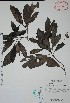  (Psychotria costivenia - Mtz27314)  @11 [ ] Unspecified (default): All Rights Reserved  Gerardo Salazar 2010 Unspecified