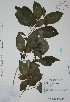  (Psychotria pubescens - Mtz27426)  @11 [ ] Unspecified (default): All Rights Reserved  Gerardo Salazar 2010 Unspecified