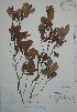  (Erythroxylum obovatum - Mtz27591)  @11 [ ] Unspecified (default): All Rights Reserved  Gerardo Salazar 2010 Unspecified