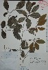  (Erythroxylum belizense - Mtz27920)  @11 [ ] Unspecified (default): All Rights Reserved  Unspecified Unspecified