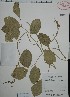  (Canavalia brasiliensis - Mtz28607A)  @11 [ ] Unspecified (default): All Rights Reserved  Unspecified Unspecified