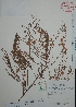  (Acaciella angustissima - Mtz28621)  @14 [ ] Unspecified (default): All Rights Reserved  Unspecified Unspecified