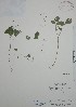  (Desmodium procumbens - Mtz28912A)  @11 [ ] Unspecified (default): All Rights Reserved  Unspecified Unspecified