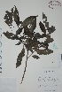  ( - Mtz29384A)  @11 [ ] Unspecified (default): All Rights Reserved  Gerardo Salazar 2010 Unspecified