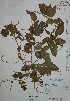  (Paullinia tomentosa - Mtz29398)  @13 [ ] Unspecified (default): All Rights Reserved  Gerardo Salazar 2010 Unspecified