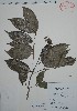  ( - Mtz30487)  @11 [ ] Unspecified (default): All Rights Reserved  Grerardo Salazar 2010 Unspecified
