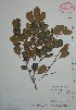  (Erythroxylum comfusum - Mtz30731)  @11 [ ] Unspecified (default): All Rights Reserved  Grerardo Salazar 2010 Unspecified
