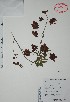  (Paullinia fuscescens - Mtz35243)  @13 [ ] Unspecified (default): All Rights Reserved  Grerardo Salazar 2010 Unspecified