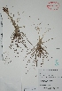  (Tillandsia schiedeana - Mtz35282)  @11 [ ] Unspecified (default): All Rights Reserved  Grerardo Salazar 2010 Unspecified