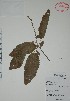  ( - Mtz35872)  @11 [ ] Unspecified (default): All Rights Reserved  Grerardo Salazar 2010 Unspecified