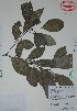  ( - Mtz37180)  @11 [ ] Unspecified (default): All Rights Reserved  Grerardo Salazar, 2016 Unspecified
