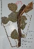  (Cydista heterophylla - Mtz37286)  @11 [ ] Unspecified (default): All Rights Reserved  Grerardo Salazar, 2017 Unspecified