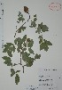  (Lonchocarpus xuul - Mtz38195)  @11 [ ] Unspecified (default): All Rights Reserved  Grerardo Salazar, 2023 Unspecified