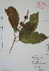  (Aegiphila monstrosa - Ramos2052)  @11 [ ] Unspecified (default): All Rights Reserved  Grerardo Salazar, 2049 Unspecified