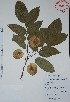  (Pterocarpus rohrii - Ramos2067)  @11 [ ] Unspecified (default): All Rights Reserved  Grerardo Salazar, 2050 Unspecified