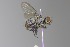  (Neodexiopsis paulistensis - MACN-EN-DIP2024-00CCC10)  @11 [ ] CC BY-NC-ND 4.0  Unspecified Unspecified