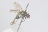  ( - MACN-EN-DIP2024-00F11)  @11 [ ] CC BY-NC-ND 4.0  Unspecified Unspecified