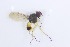  (Neodexiopsis uspallata - MACN-EN-DIP2024-00FFF1)  @11 [ ] CC BY-NC-ND 4.0  Unspecified Unspecified