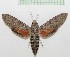  ( - MPUJ_ENT-0076518)  @11 [ ] copyright (2023) Instituto de Investigacion Alexander von Humboldt (IAvH) Unspecified