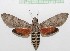  ( - MPUJ_ENT-0076519)  @11 [ ] copyright (2023) Instituto de Investigacion Alexander von Humboldt (IAvH) Unspecified