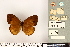  ( - BMNH(E)1498306)  @11 [ ] CreativeCommons - Attribution Non-Commercial (2016) Natural History Museum London Natural History Museum London
